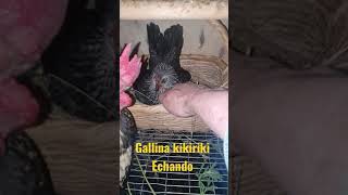 gallina kikiriki clueca gira echada [upl. by Kaye]