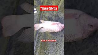 Tilapia Cobriza acuicultura fishing mojarras viral fish tilapia [upl. by Anomer580]