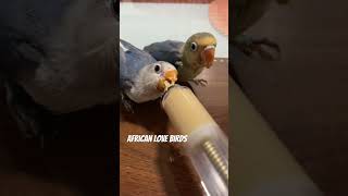 trending africanlovebirds sarahmungcal pets [upl. by Delbert82]