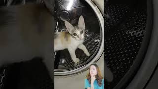 sioyen cat funny kittten cute sioen catlover cates animals katten [upl. by Naig]