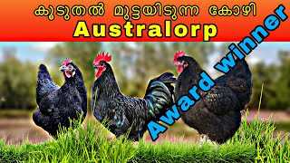 MORE EGG LAYING BREED  AUSTRALORP CHICKEN  POULTRY  INFOTECH MEDIA MALAYALAM [upl. by Haseefan598]