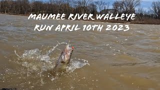 Maumee river walleye run April 10th 2023 [upl. by Woodward531]