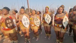 Umgungundlovu PMB ESWATINI reed dance TVYABANTU [upl. by Bolanger]