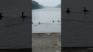 aalscholvers 4 cormorants fleeing from jetty birds bosbaan amsterdamse bos nederland netherlands [upl. by Anivol]