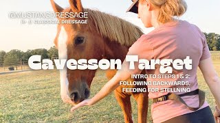 Cavesson Target with Positive Reinforcement [upl. by Ailahk]