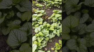 Растения Brunnera macrophylla quot Alexander´s Great quot shorts [upl. by Ynned]