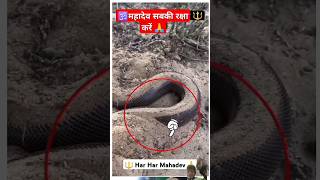 Har har mahadev ghar ghar mahadev follow kare snake ytshort amazing [upl. by Afinom]