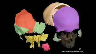 Cranial motion colored bones 21 sec movie [upl. by Keegan]