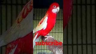 rubino rosella bird viral shorts birds pets FactPlus2 [upl. by Yenreit633]