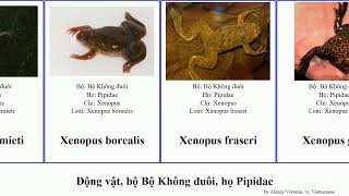 Động vật bộ Bộ Không đuôi họ Pipidae xenopus animal ong borealis pipa tropicalis gilli longipes [upl. by Belita350]