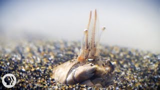 For Pacific Mole Crabs Its Dig or Die  Deep Look [upl. by Rebe]