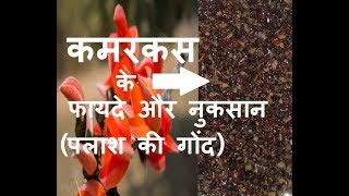 कमरकस के फायदे और नुकसान – kamarkas benefits and side effects in Hindi  kamarkas gond laddu panjiri [upl. by Acimak]