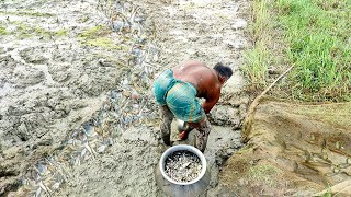 এভাবে পুঁটি মাছ ধরা আমি জীবনে দেখেনি Amazing Fishing Video in village [upl. by Pelaga461]