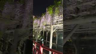 Wisteria flowers＆Totyo skytree towerJapan [upl. by Anelaf]