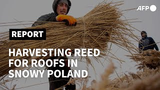 Harvesting reed for thatched roofs kicks off in snowy Poland  AFP [upl. by Cynde]