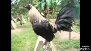 Top Strong Gamefowl Breeds [upl. by Bonns]