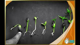 Seed Germination  Practical [upl. by Adien]