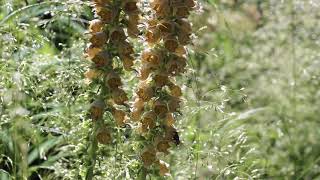 Digitalis ferruginea and Deschampsia [upl. by Etat47]