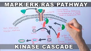 MAPKERK Signaling Pathway [upl. by Ecyal]