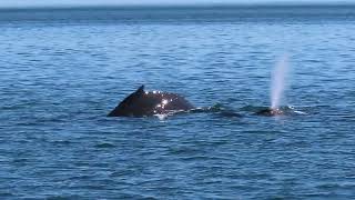 Humpbacks quotSplit Finquot and quotSmileyquot  May 10 2024 [upl. by Repsac]