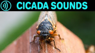 CICADA SOUNDS  Sound Effect of Cicadas in Summer at Night  Sounds of Cicada Chicharra Campanero [upl. by Elah988]