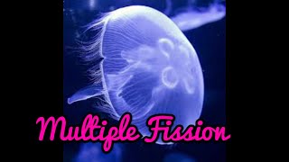 Multiple fission in Tamil [upl. by Monto486]