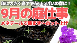 【9月の庭】今が適期！種まきもメネデールを使って〜ポット上げの様子まとめ ガーデニング 庭作り 種まき メネデール [upl. by Enaile]