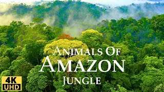 Amazon Jungle 4K Wild Animals of Rainforest Relaxation Film Meditation Music amp Nature Sounds [upl. by Mudenihc]