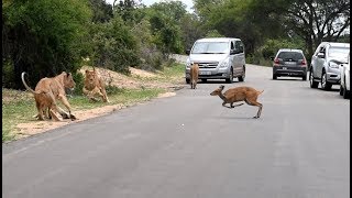 Lions get a meal delivered to them next to the road [upl. by Stein]