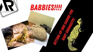 Baby Uromastyx Care [upl. by Atteuqram815]