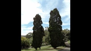 Plant ID White Cypress Pine Callitris glaucophylla [upl. by Rodolfo]