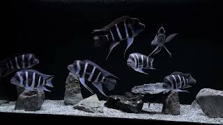 Frontosa Moba African Cichlid Tank [upl. by Aufa773]