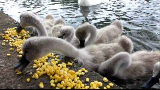 Cygnets baby swans feeding at the park [upl. by Rramahs]