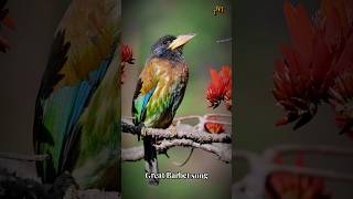 The great Barbet call Psilopogon virens Birds of bhutan [upl. by Im]