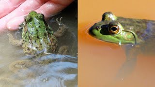 Green Frog vs Bullfrog  CREATURE FEATURE 6 [upl. by Hawley128]