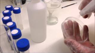 Sowing and sterilising orchid seeds from dry seed pods on to agar sowing media [upl. by Nahtonoj210]