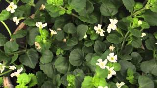 Sutera cordata  Schneeflockenblume Bacopa [upl. by Yrehcaz]