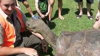 Galapagos Tortoise Eats a Carrot [upl. by Lledualc]