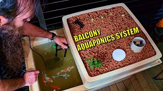 How to Set Up a Balcony Aquaponics System [upl. by Mylan]