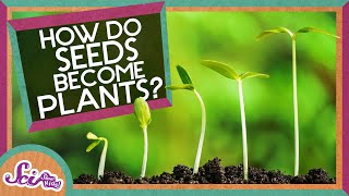 How Does A Seed Become A Plant  Backyard Science  SciShow Kids [upl. by Claudianus]