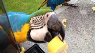 Hand feeding bananas to wild macaws [upl. by Kellina]