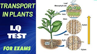 Questions and Answers  Transport in Plants [upl. by Iver871]