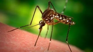 Santé  Tout savoir sur le paludisme ou malaria [upl. by Calore]