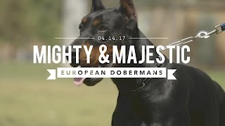 THE EUROPEAN DOBERMAN PINSCHER MIGHTY amp MAJESTIC [upl. by Pelag215]