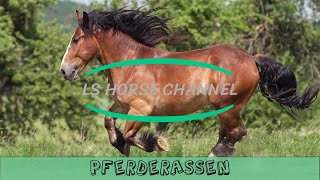 Pferdewissen  Was gibt es für Pferderassen Lehrvideo Pferd [upl. by Akkim]