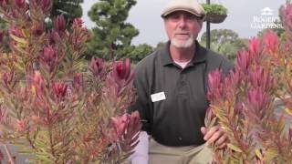 How to Prune a Leucadendron with David Rizzo [upl. by Ahsetra519]