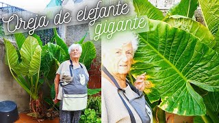 OREJA DE ELEFANTE ALOCASIA ¡¡GIGANTE😱 Como conseguir que crezca mucho❤️ [upl. by Aihset]