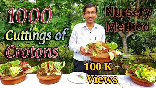 Grow 1000 of CROTONS Cuttings in the Easiest Nursery Method [upl. by Dikmen495]