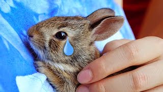 Why do Rabbits eat their own babies [upl. by Ttenaj]