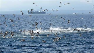 Thunfische springen aus dem Wasser und jagen Sardinen mit Zeitlupe Sardine Run [upl. by Spitzer52]